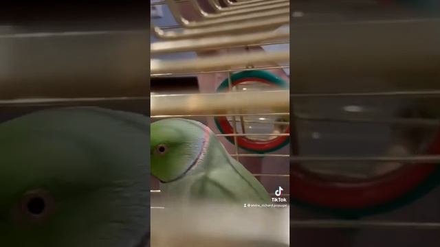 Говорящий ожереловый попугай Ричи. Сколько слов насчитали ?) смотреть онлайн