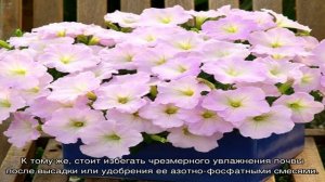 Петуния Trilogy — подробное описание и секреты выращивания