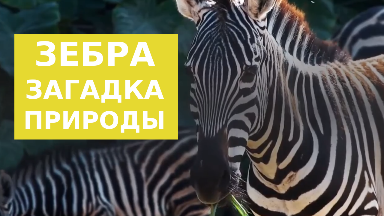 Зебра заложник себе подобных смотреть онлайн