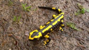 Самые опасные животные на нашей планете