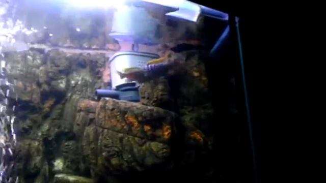 Цихлиды малави Яло Риф нерест смотреть онлайн