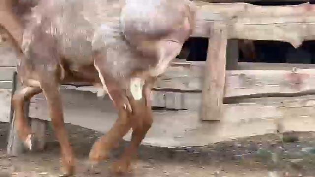 +7 778 390 1261 р-н.Сарыагаш Казахстан, цена договорная, на племя баран производитель смотреть онлайн