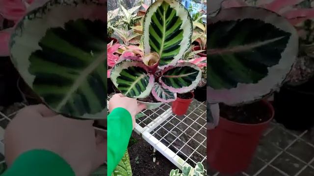 marantas raras смотреть онлайн