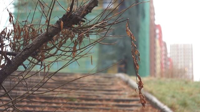 Ветка дерева качается на ветру смотреть онлайн