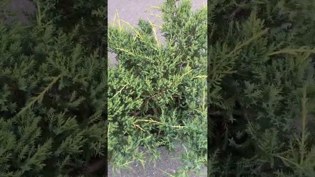 Можжевельник средний/Пфитцера Mordigan Gold (Мордиган Голд) 5 лет смотреть онлайн