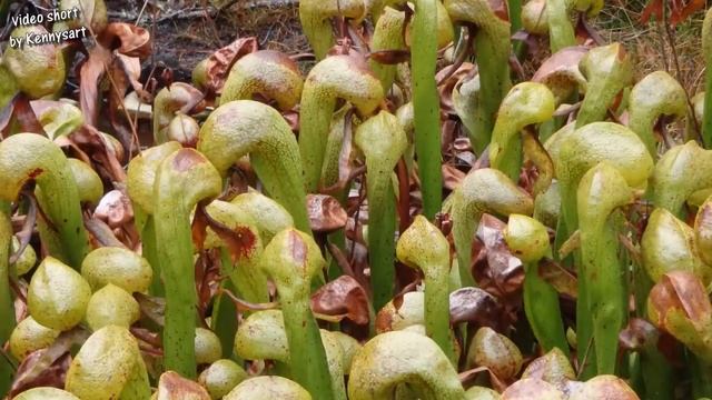 Stroll through Darlingtonia Wayside, Florence, Oregon смотреть онлайн