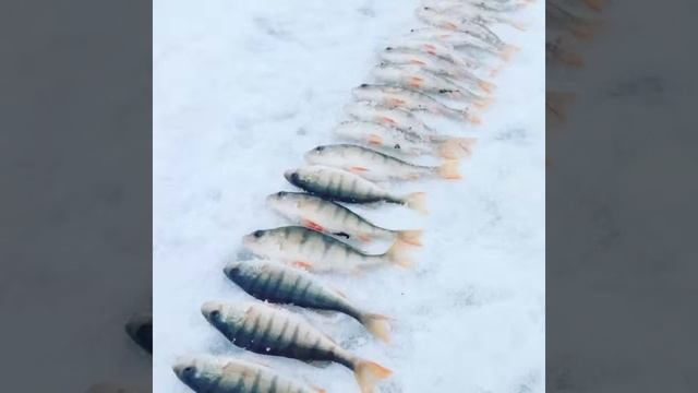 Рыбалка,карьер в красном пути смотреть онлайн