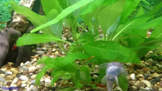 Признаки нехватки калия в аквариуме. смотреть онлайн