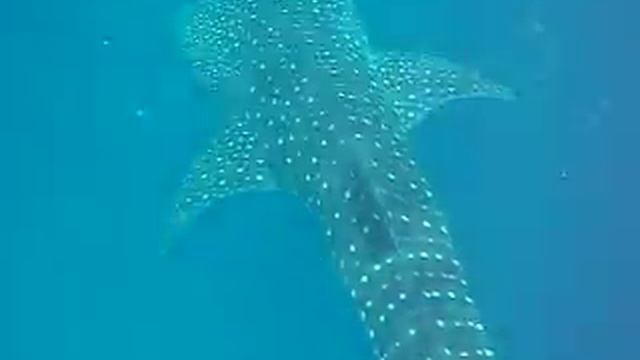 jinbei 1 смотреть онлайн