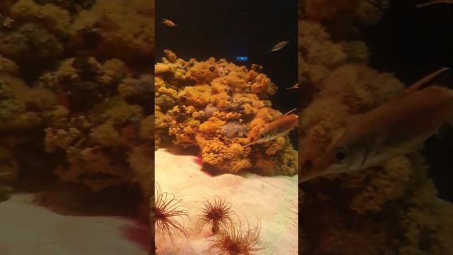 Морские жители в океанариуме Пальмы-де-Майорки.🐙 смотреть онлайн