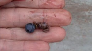 Виноград девичий.  Размножение семенами винограда девичьего.