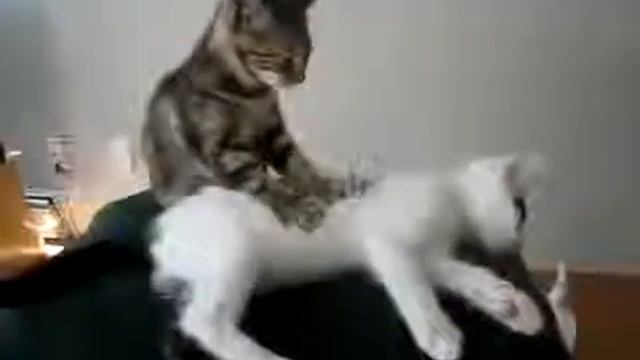 Это так мило, котенок делает массаж. смотреть онлайн