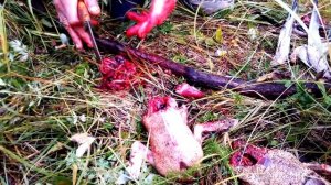 Как разделать дикую утку в полевых условиях на охоте