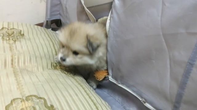 Как выбрать щенка  До свиданья Шанти