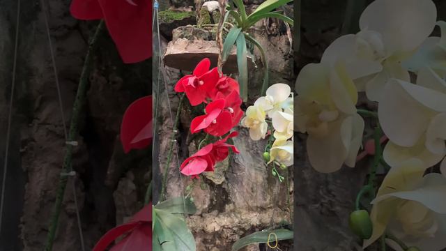 64. Orchid. Vietnam #shortsvideos смотреть онлайн