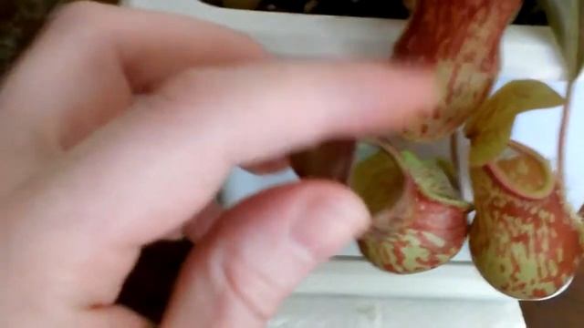 Nepenthes Gaya (непентес Гая)