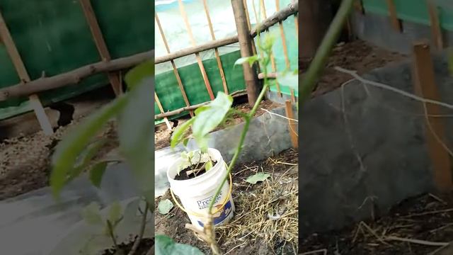 Passion fruit grafting смотреть онлайн