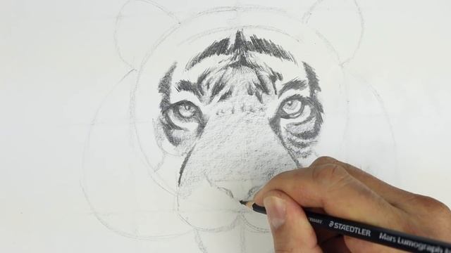 How To Draw Tiger | YouTube Studio Sketch Tutorial смотреть онлайн