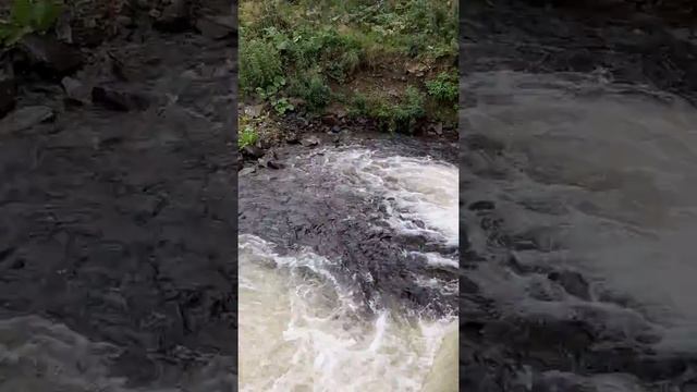 Нерест горбуши на Сахалине в посёлке Ильинск смотреть онлайн