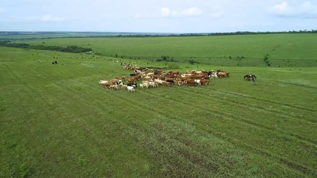 кфх ранчо и содержание мясных коров