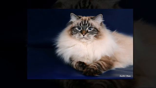 кошка невская маскарадная смотреть онлайн