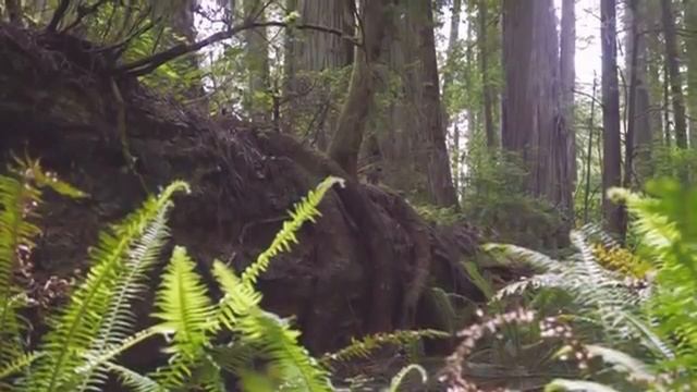 Ольга Поэстова стихотворение МИР НЕ БЫВАЕТ БЕЗ ЧУДЕС смотреть онлайн