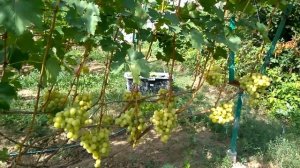 @Виноград 2019  Виноград Спонсор  Отзыв о винограде