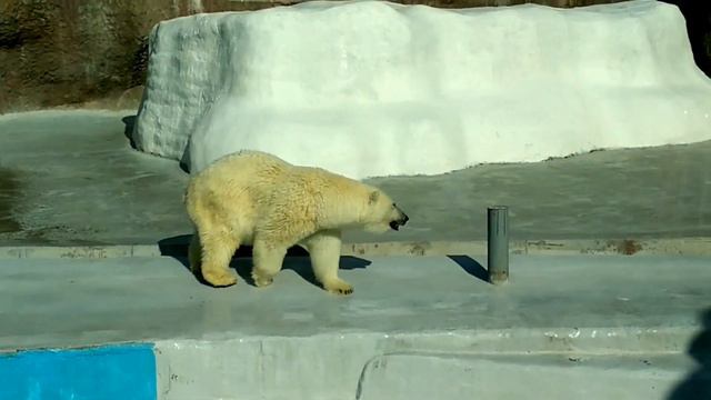 Мишка отряхивается после водных процедур. Polar bear in zoo смотреть онлайн