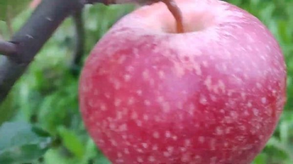 Эксклюзив.WA 38.Яблоня сорт зимний Космик Крисп(apple Cosmic Crisp). Космический хрустящий. Сигналк