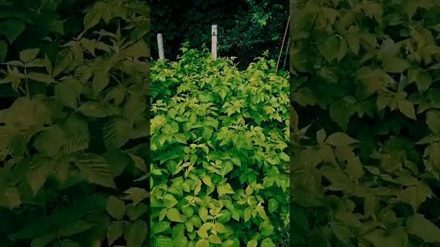 Малина Беглянка - Элегантная - Земляничная 30 май 2021. смотреть онлайн