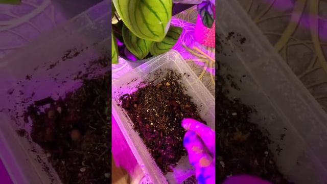 Пересадка алоказии Сильвер Драгон после долгой адаптации. Восстановление корневой после гнили. смотреть онлайн