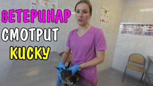 КОТЕНКУ СДЕЛАЛИ ПРИВИВКУ