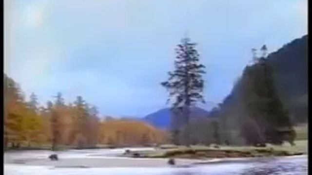 МЕДВЕДЬ ПРОГЛОТИЛ ЧЕЛОВЕКА ФУЛЛ ВИДЕО смотреть онлайн