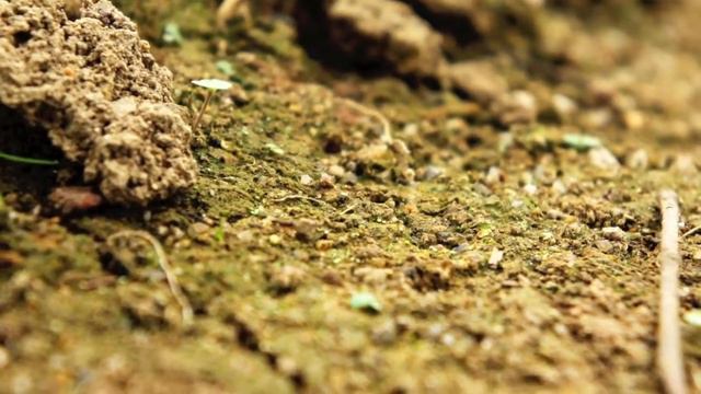 ant planet смотреть онлайн