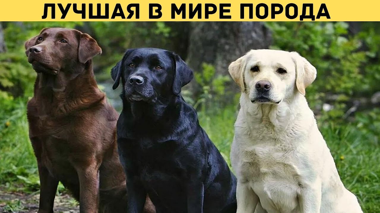 Характеристика собак породы Лабрадор Ретривер. Особенности характера, плюсы и минусы. смотреть онлайн