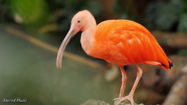 Расслабляющая музыка лечит сердце ? Успокаивающая музыка снимает стресс?глубокая медитация?#2 смотреть онлайн