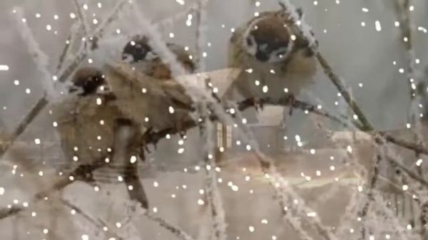 Воробышки С. Есенин