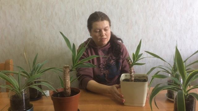 ЮККА. Размножение //  Breeding Yucca // Variance