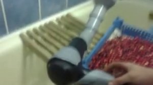 Клюква.  Как очистить от мусора?