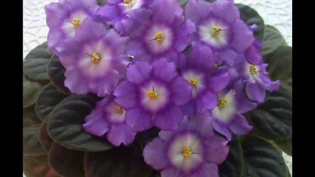 Красавицы фиалки Часть 4 смотреть онлайн