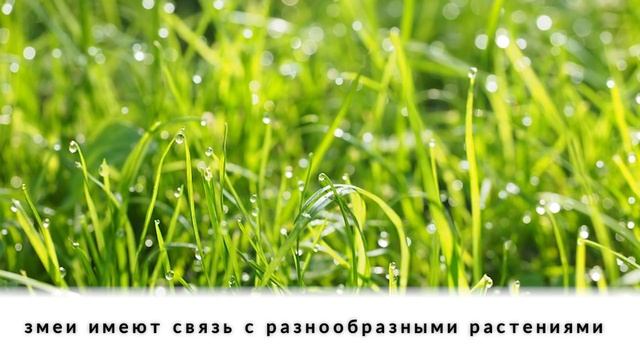 Народные приметы на 12 июня. Исаакий-змеевик смотреть онлайн