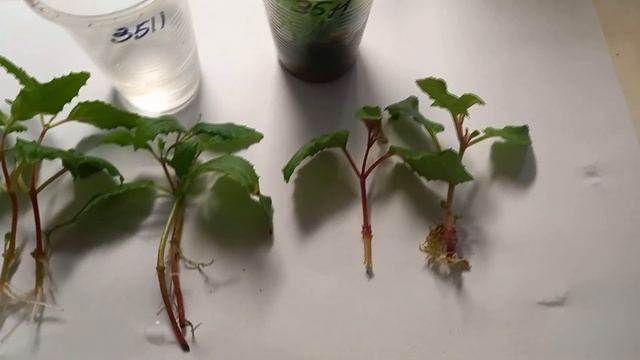 МОХ СФАГНУМ . РЕЗУЛЬТАТЫ УКОРЕНЕНИЯ ЧЕРЕНКОВ БЕГОНИИ И ФУКСИИ . смотреть онлайн