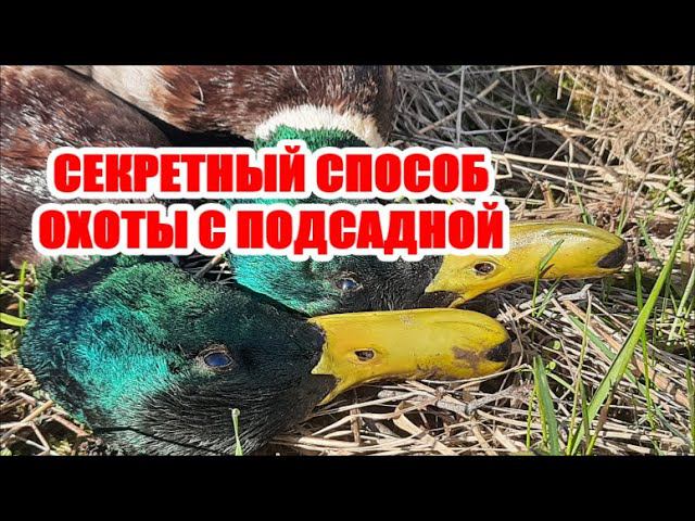 Охота с подсадной Секретный способ.