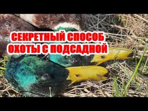 Охота с подсадной Секретный способ.