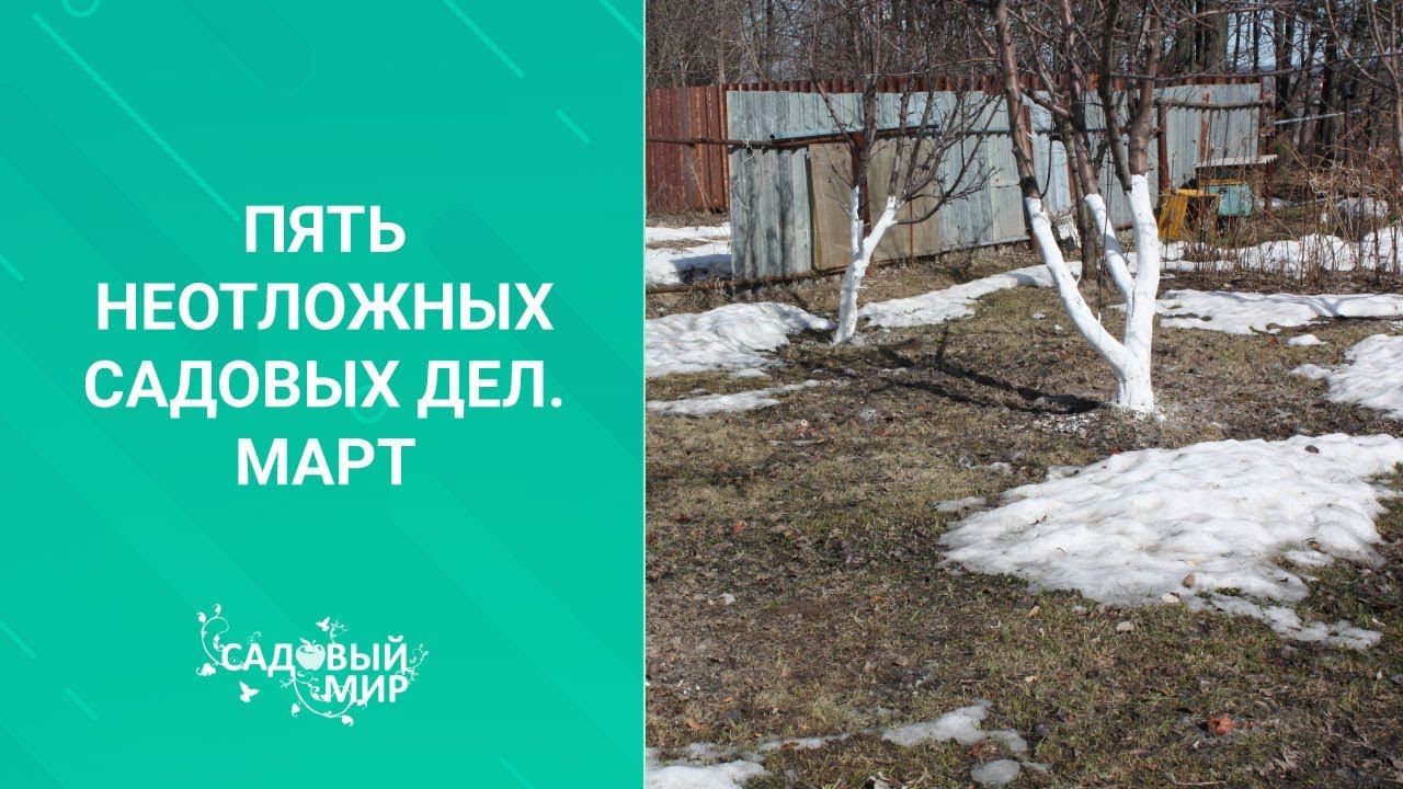 Пять неотложных садовых дел в марте смотреть онлайн