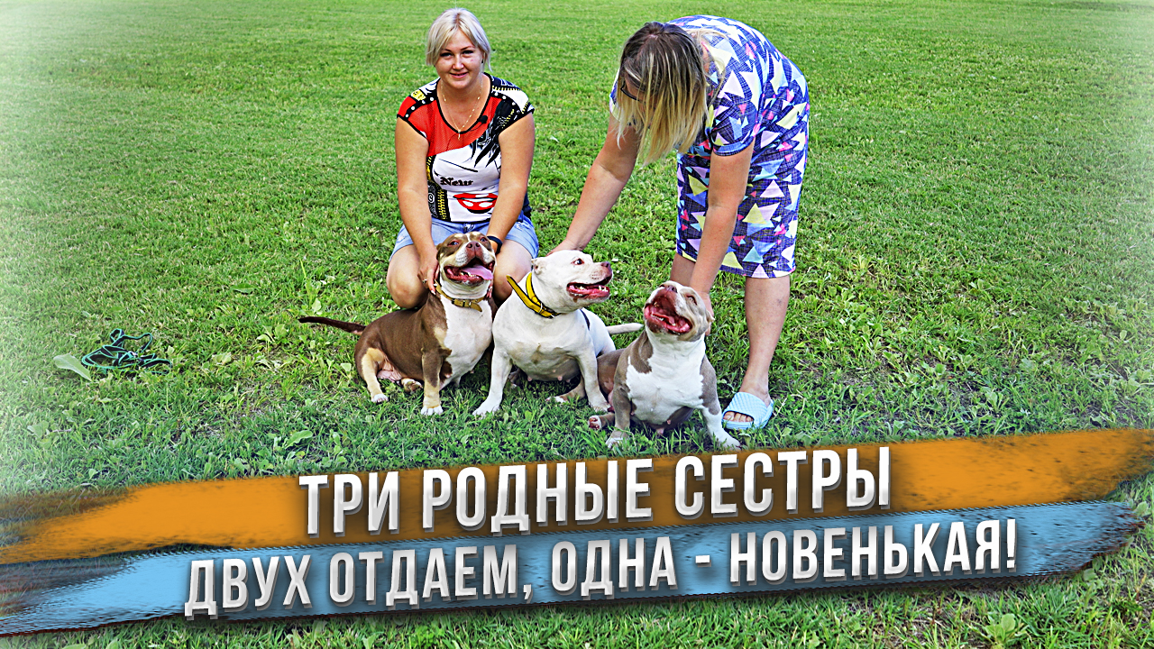 Мы опять отдаем собак! Какая жизнь их ждет? смотреть онлайн