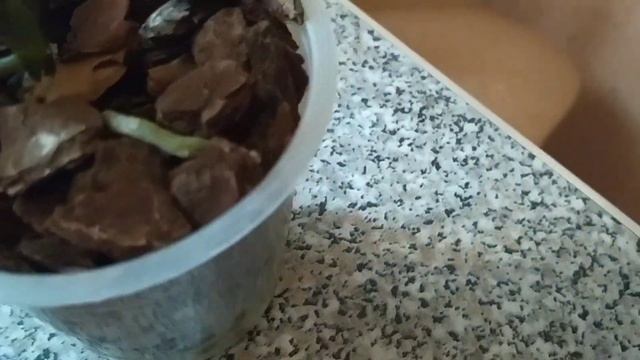 Орхидеи 21 день без полива ???