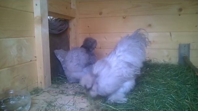 Шёлковые куры смотреть онлайн