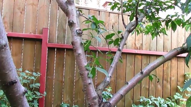 Как исправить крону персика. Обрезка запущенного персика. смотреть онлайн