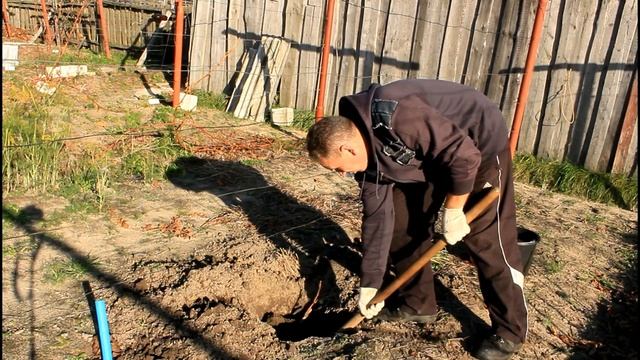 Пересадка однолетних кустов. Серия 110. смотреть онлайн